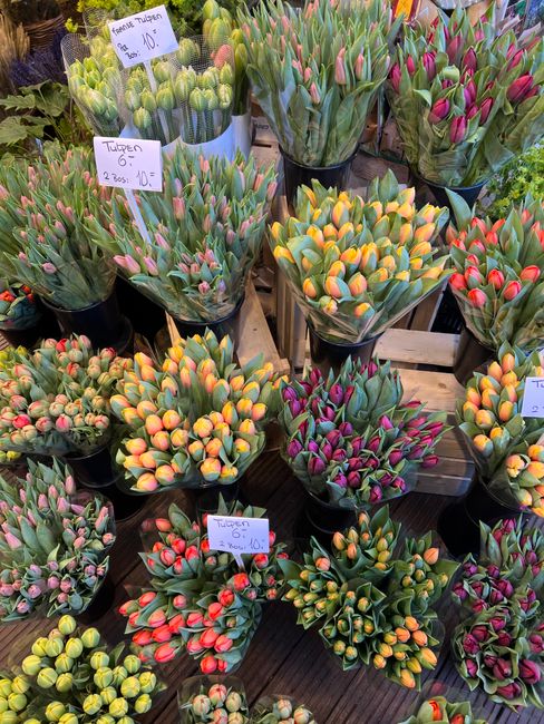 Close-up view of numerous potted tulips in various stages of bloom, displaying colors including pink, yellow, orange, and red. The tulips are arranged on a wooden surface, with some in black plastic p