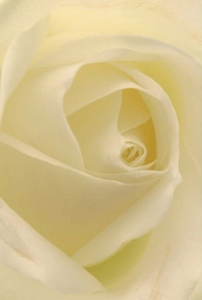 Up close, the classic beauty of a white rose unfurls in the tranquil heart of East Finchley, each petal radiating soft elegance beneath the natural daylight spilling through the windows of a local florist's studio. Cream and brilliant white hues swirl in a harmonious spiral from the centre to the edges, where the petals thin to near transparency, hinting at fragility yet arranged with absolute intention. This composition exudes a sense of peace, the kind found on a quiet Sunday stroll through Cherry Tree Wood or while pausing at a favorite café along Fortis Green. Shadows and highlights dance across the creamy texture, and there's an almost tangible sense of silk beneath one's fingertips. Chosen often for its refined tranquility, this rose embodies respect, making it an exquisite choice for heartfelt gestures-an apology offered in sincerity, a romantic whisper, or an elegant centrepiece for an intimate gathering. The captivating perfection of the rose's coiled heart conveys purity and serene strength, while subtle gradations of colour and gentle play of light invite admiration for the artistry involved. Whether marking a new beginning or expressing remembrance, Flowers East Finchley's dedication to floral excellence shines through this single, exquisite bloom, crafted with the wisdom and care only a true neighborhood florist can bring.